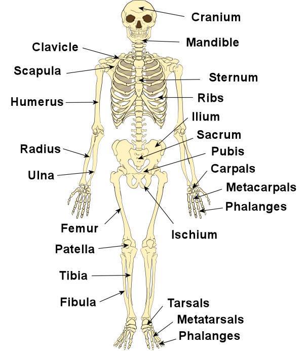 Edukata fizike dhe sportive - Anatomia e Njeriut Anatomia e njeriut ...