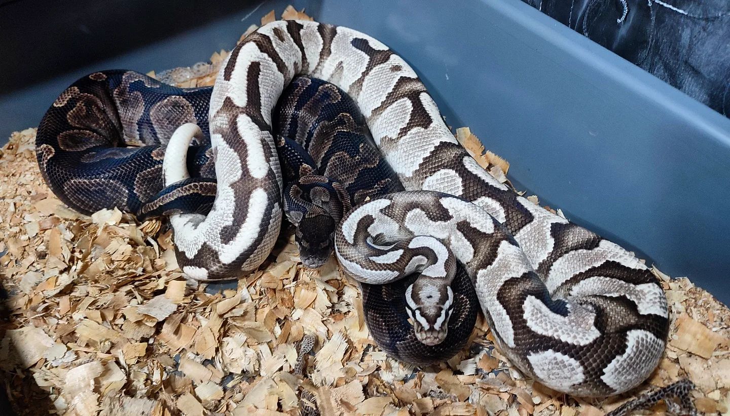 Pride - Ghi 100%Het Axanthic Vpi x Od Yb Fire Axanthic Vpi Follow us 🆕 ...