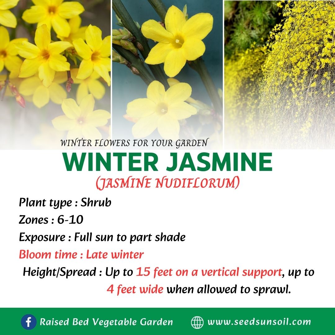 Winter jasmine (jasminium nudiflorum) in bloom. Cincinnati zone 6b