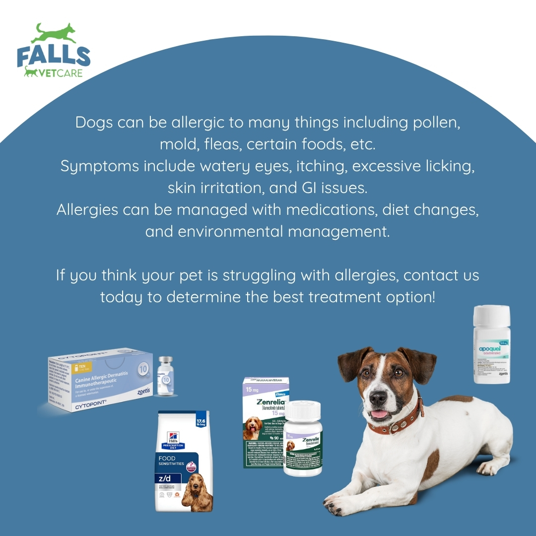 Curated visual reference: The Best Pet Health Care Advice From Real Vets Photo Inspiration
