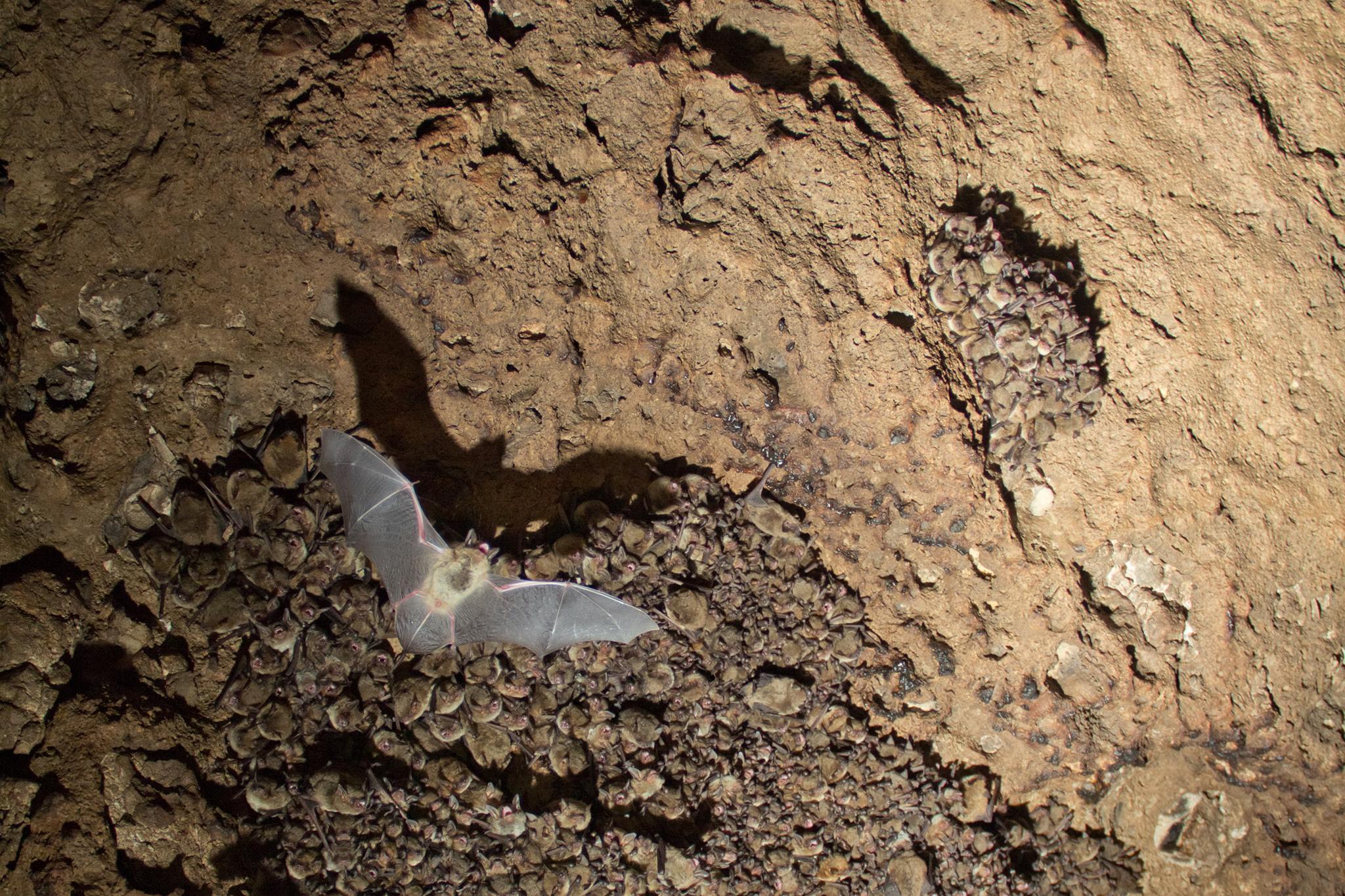 Bexar Grotto | Everyone seems so interested in my repelling device ...