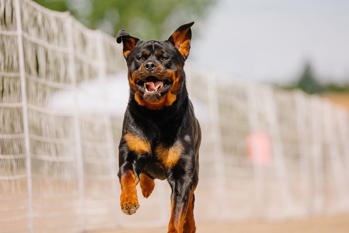 Riverview Ranch Rottweilers... - Riverview Ranch Rottweilers
