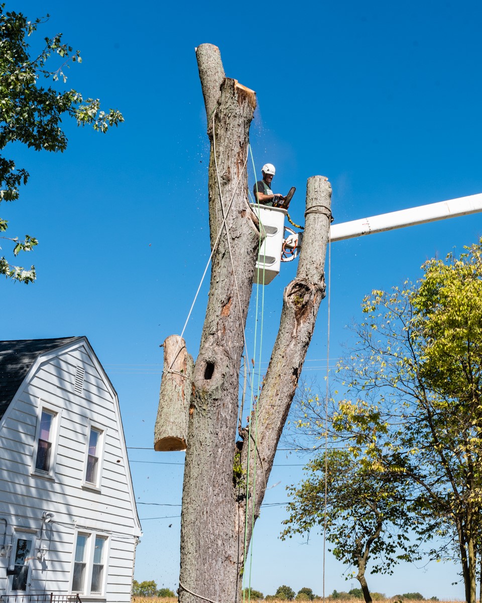 Irvington Tree & Landscape Service | New Palestine IN