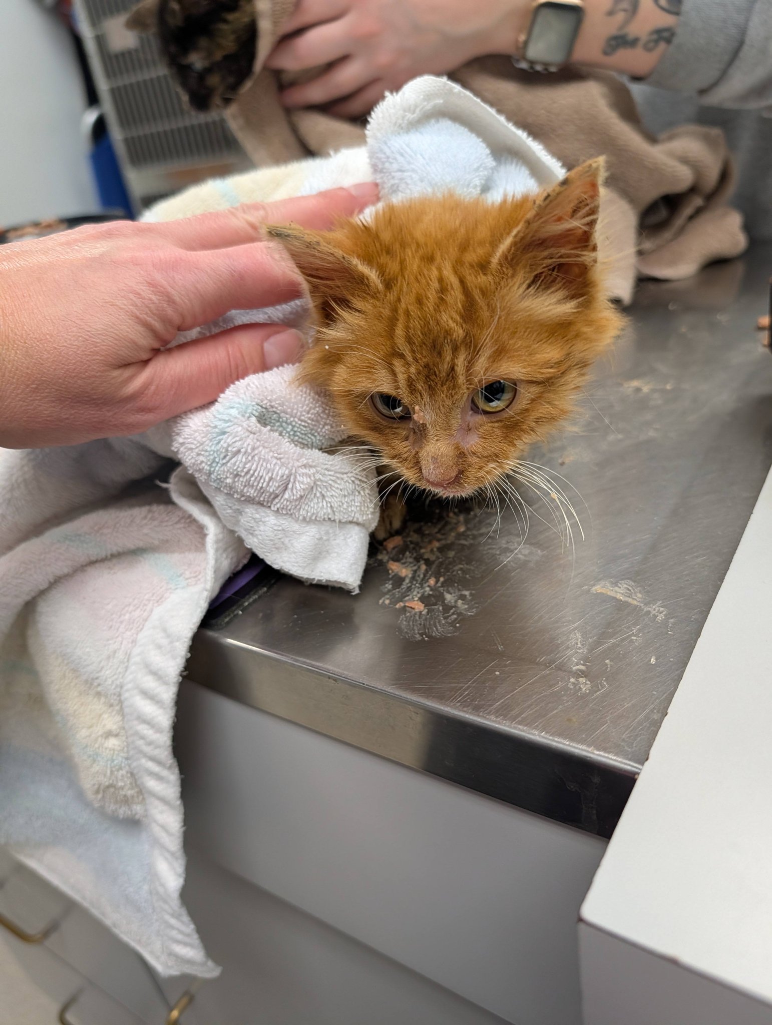 SOS Pet Rescue - Yesterday a good Samaritan found these... | Facebook