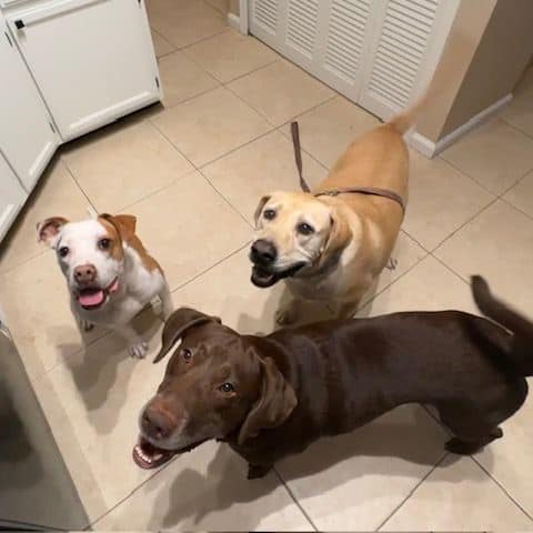 Labrador Retriever Rescue of Florida - Orlando/West Volusia