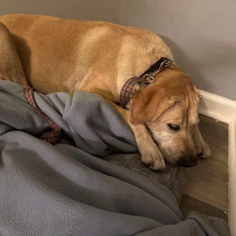 Labrador Retriever Rescue of Florida - Orlando/West Volusia