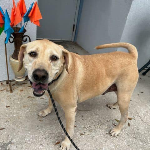 Labrador Retriever Rescue of Florida - Orlando/West Volusia