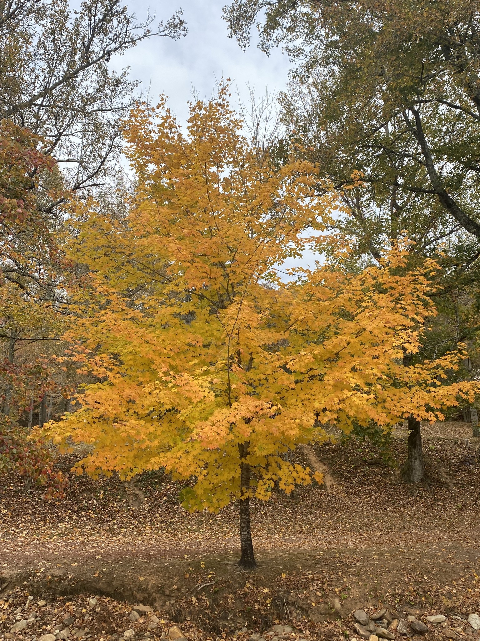 LSU - Why do leaves change color in the fall? Shorter, cooler days ...