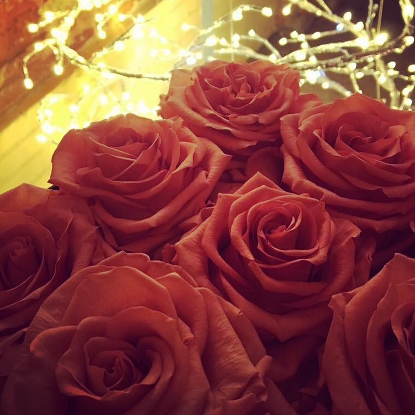 Bird-Rose Lifelong Roses
