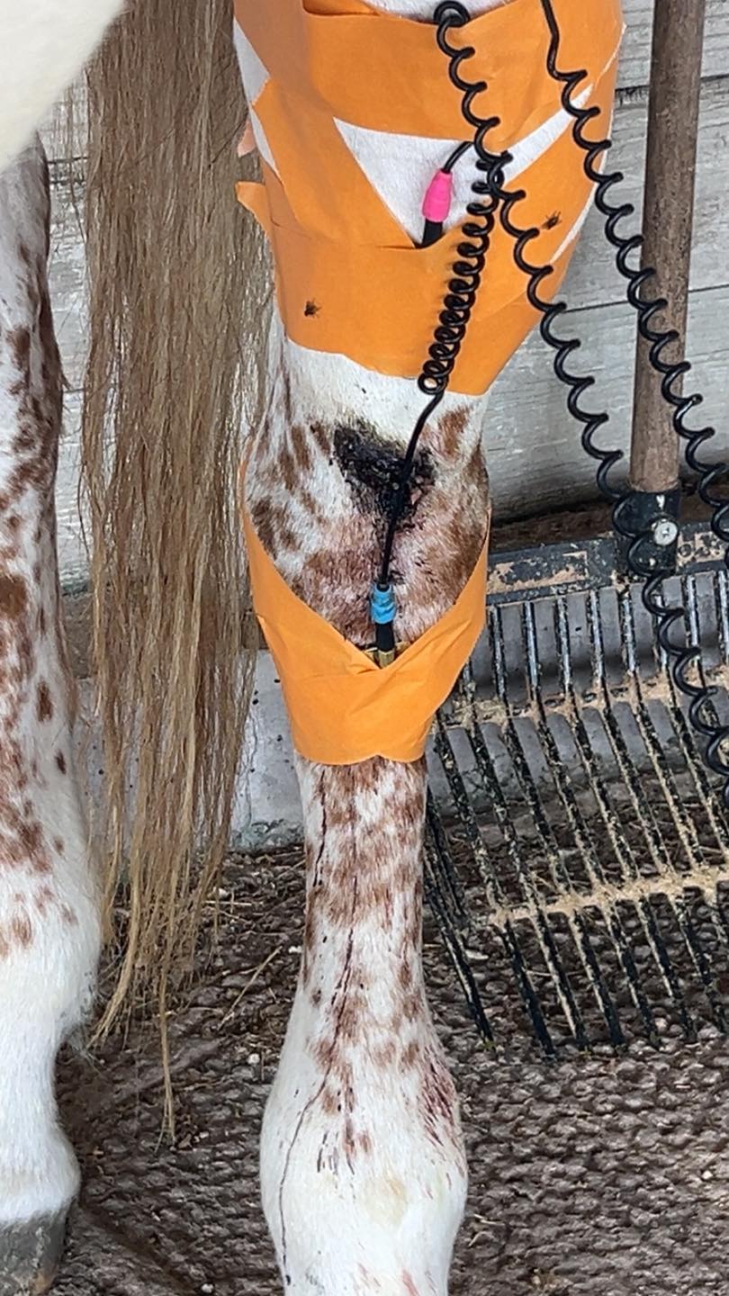 KB Equine... - KB Equine Acuscope & Myoscope services