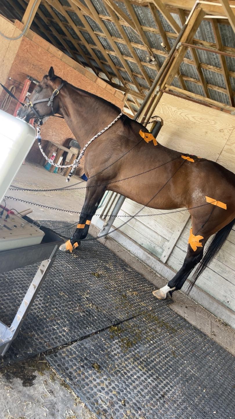 KB Equine... - KB Equine Acuscope & Myoscope services