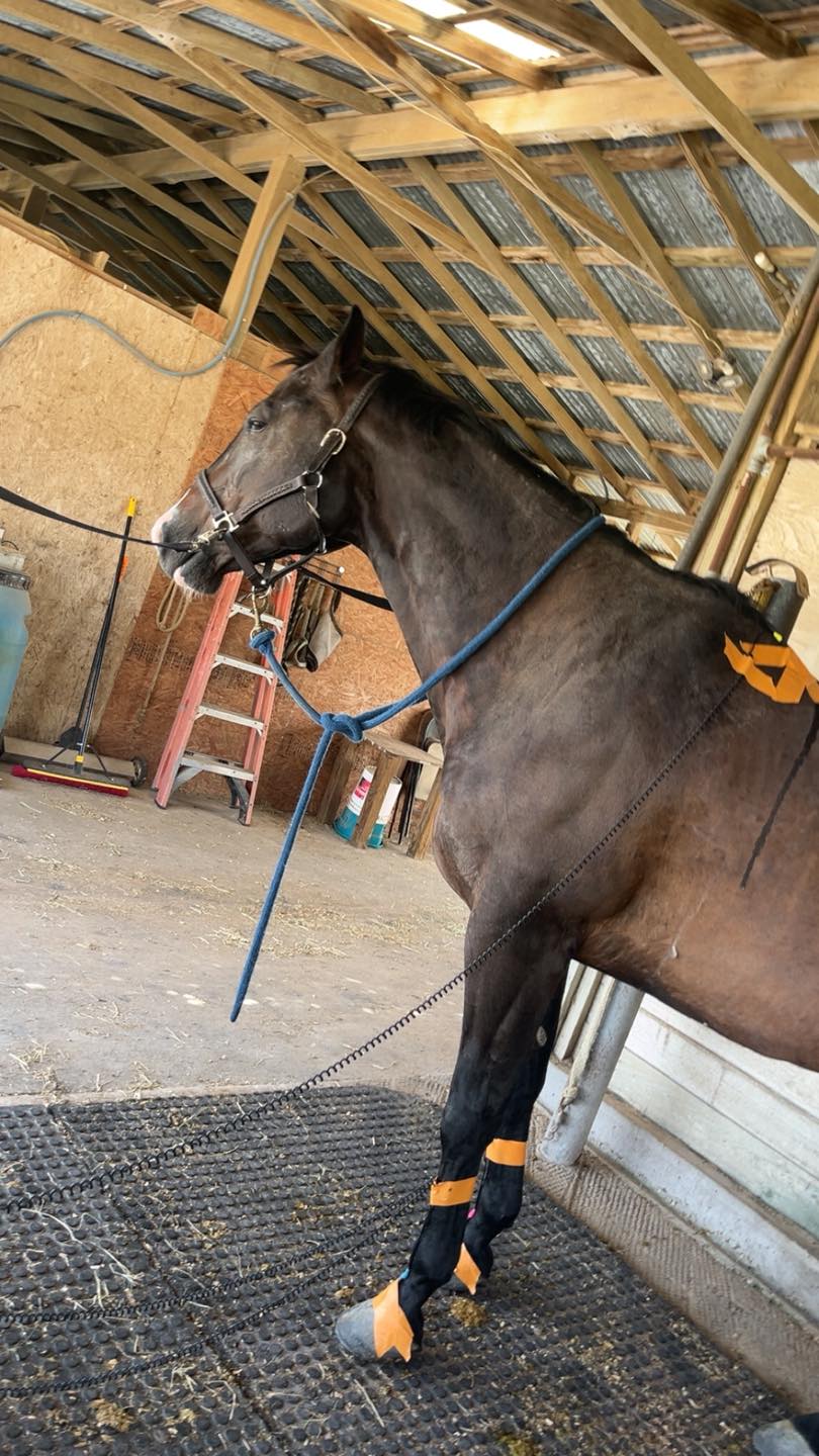 KB Equine... - KB Equine Acuscope & Myoscope services