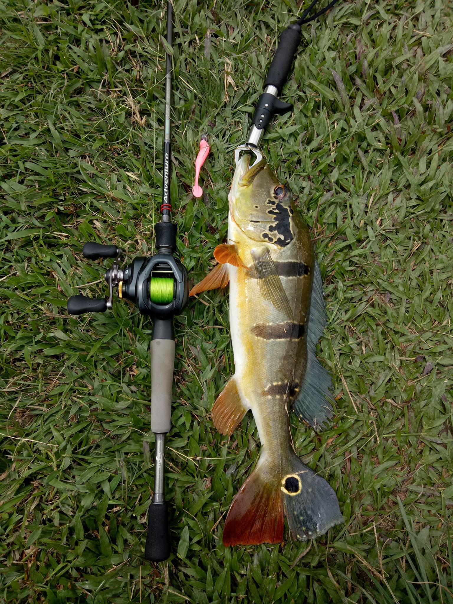 bass fishing uses for shimano curado 70 MGL K CI4+ REEL SEAT CI4 is a Shimano original material reinforced with carbon fiber that is lighter and has a higher strength than conventional resin material Shimano Curado 70 XG (8.2:1),