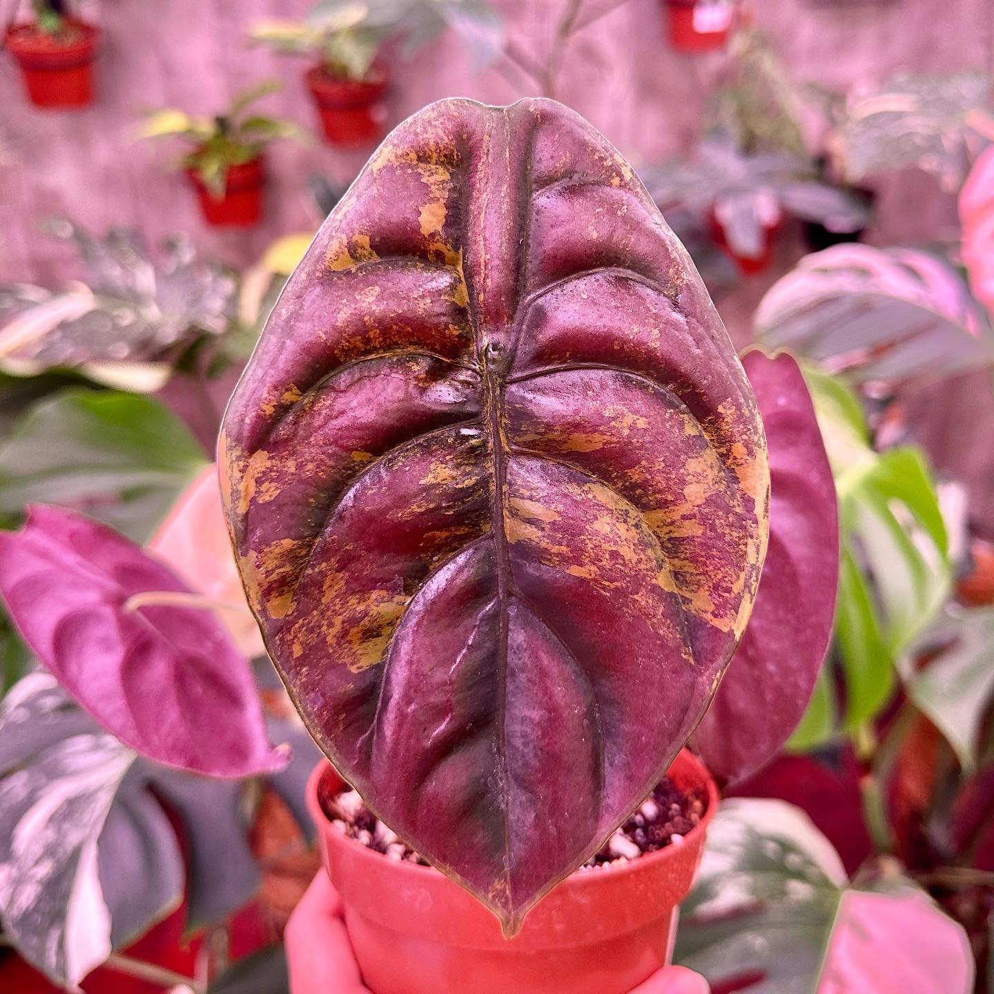 One of our favorite leaf shapes ever! 📸 Alocasia portei aurea