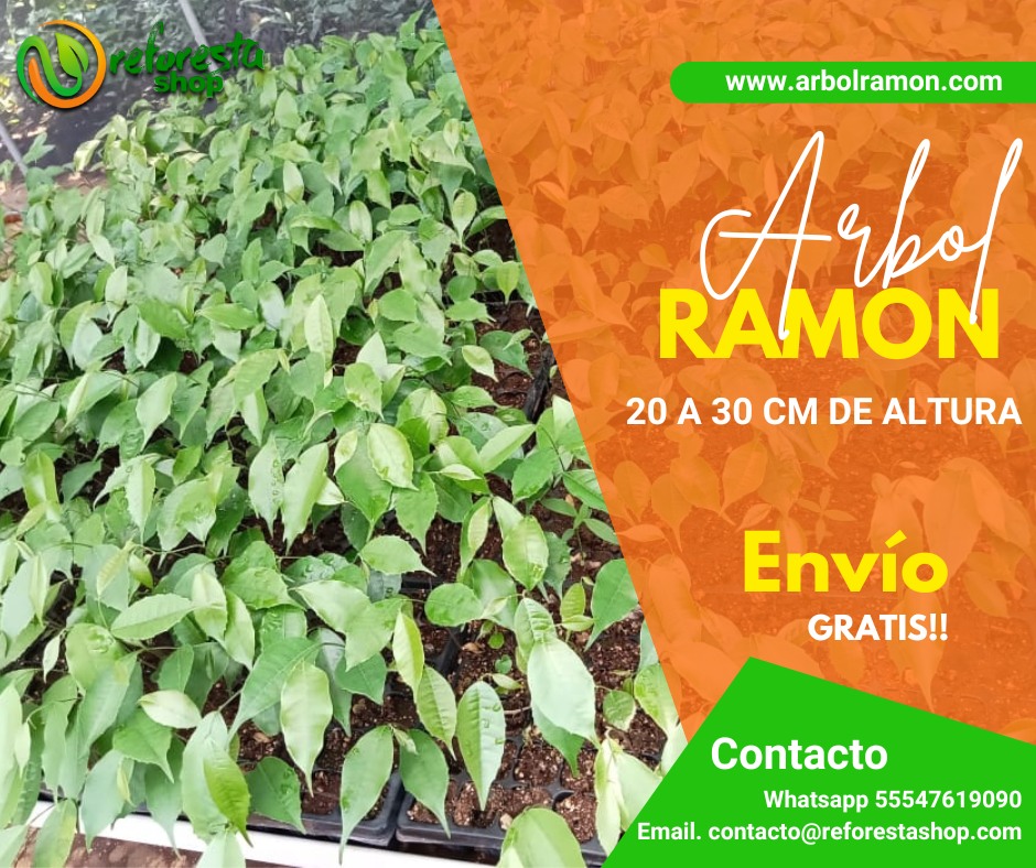 ReforestaShop - ARBOL RAMON. Árbol perenne que puede...