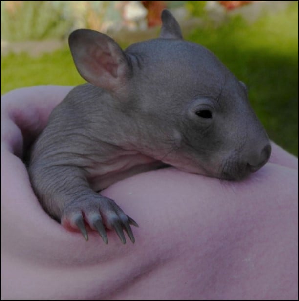 HOW IT ALL... - Wombat Protection Society of Australia | Facebook