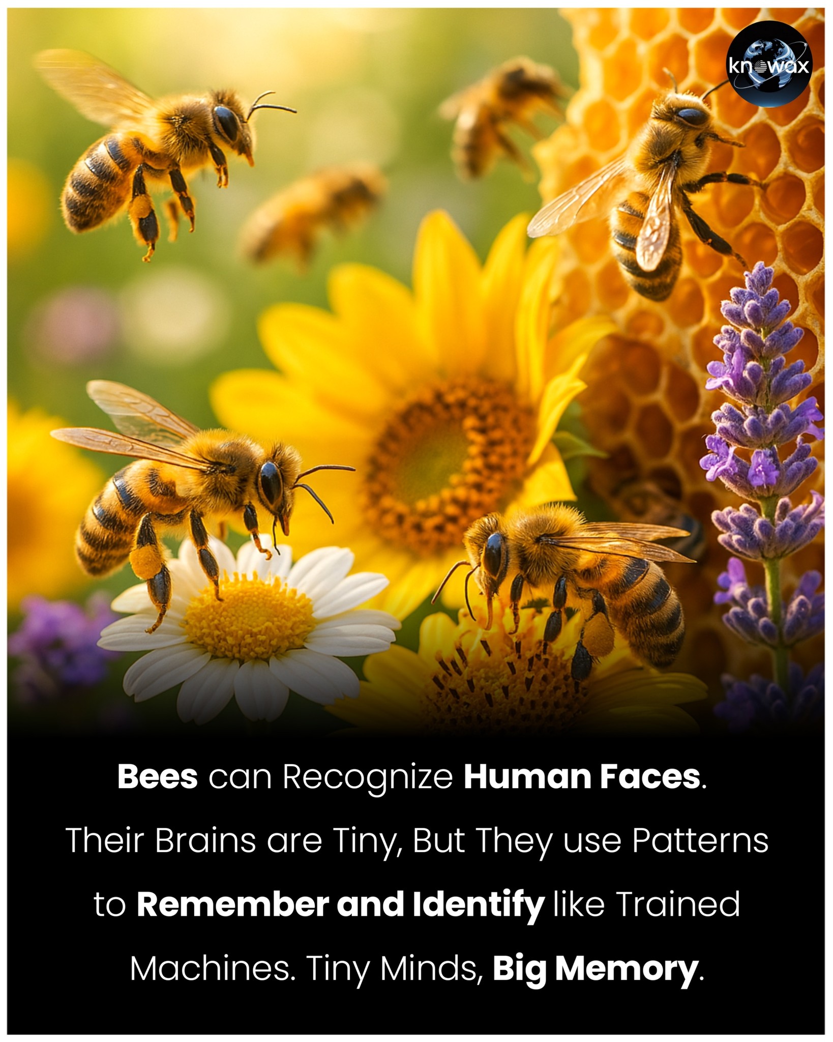 Knowax - Bees may have tiny brains, but they’re big on memory. 🧠💛 They ...