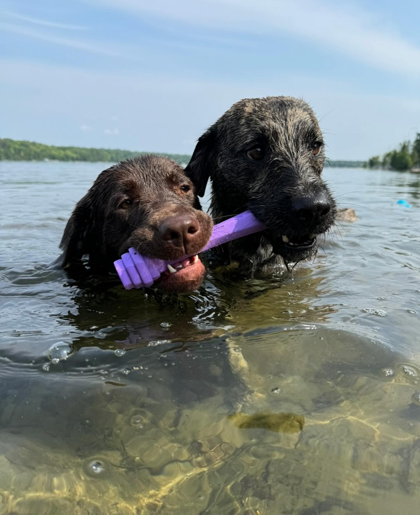 the.lab.millie - Happy Birthday to my best buddy @little.bearded.oak ...