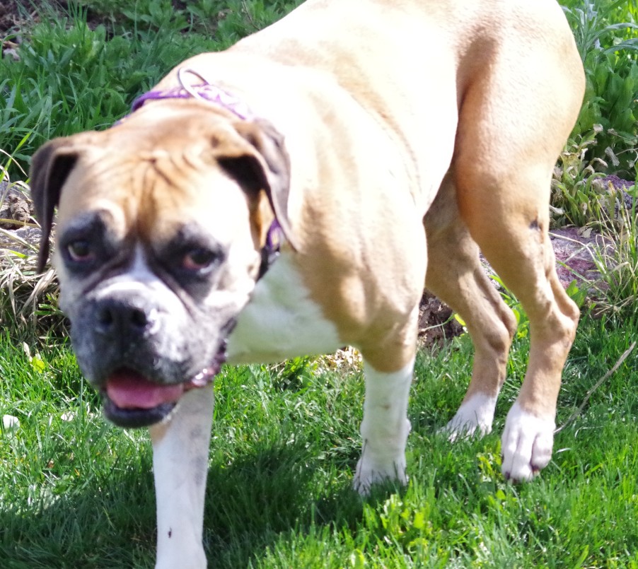Boxer Lovers Rescue