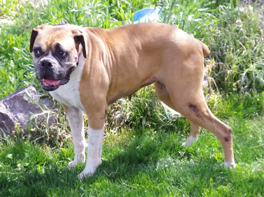 Boxer Lovers Rescue