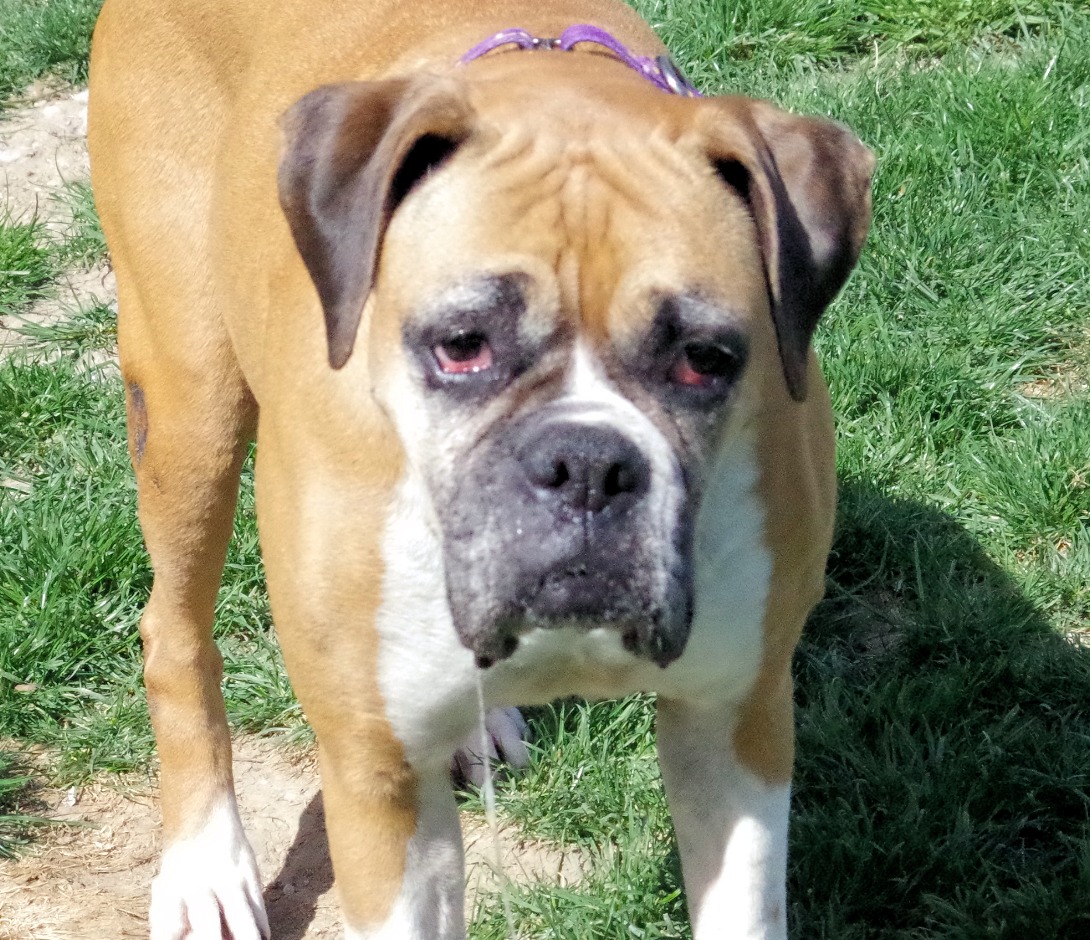 Boxer Lovers Rescue