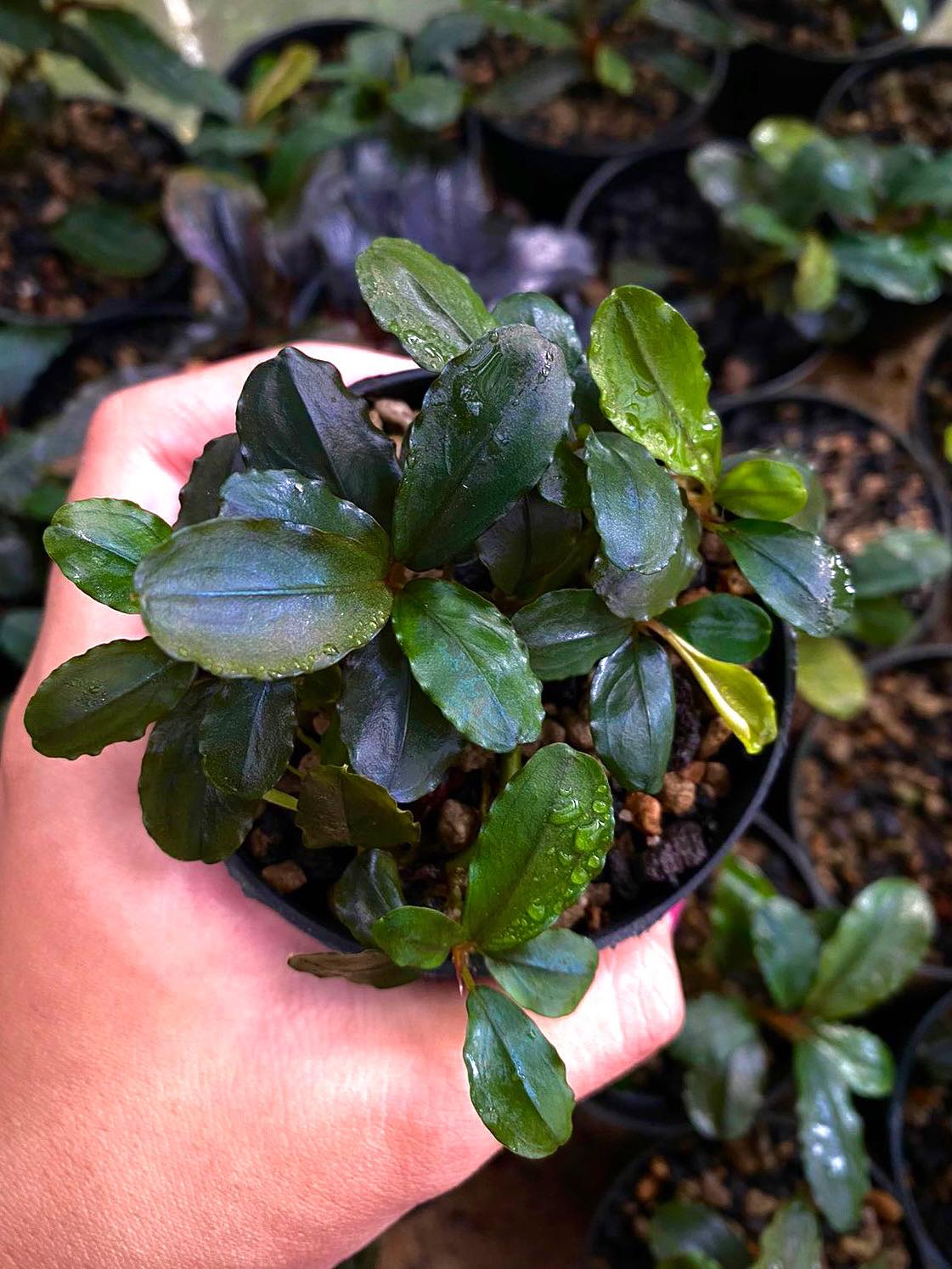 Bucephalandra ghost 2011 plant with babies for sale