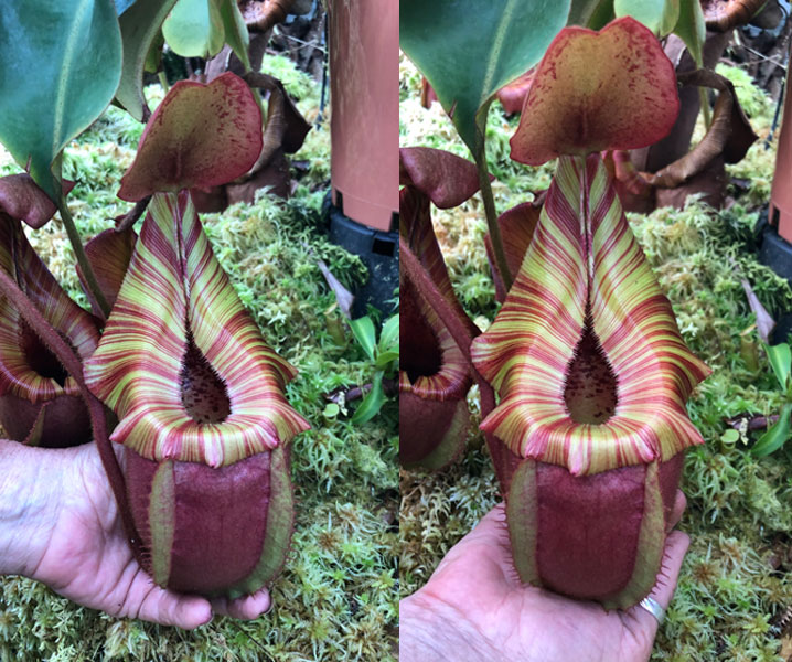 While picking out orders, we noticed this beauty getting some size