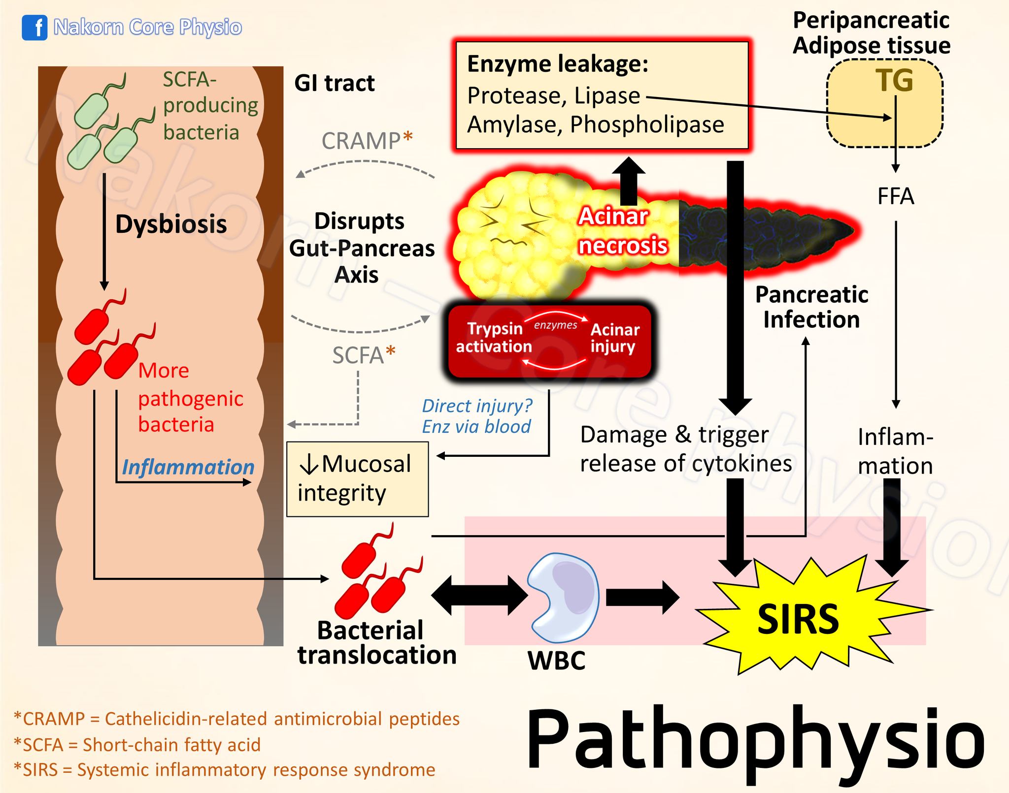 สรุป Pathogenesis และ... - Nakorn - Core Physiology | Facebook