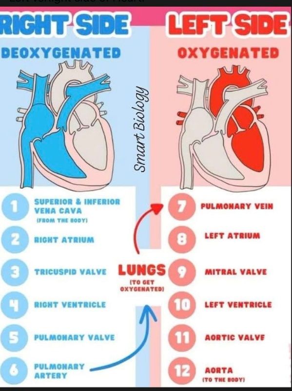 Blood circulation in the human heart