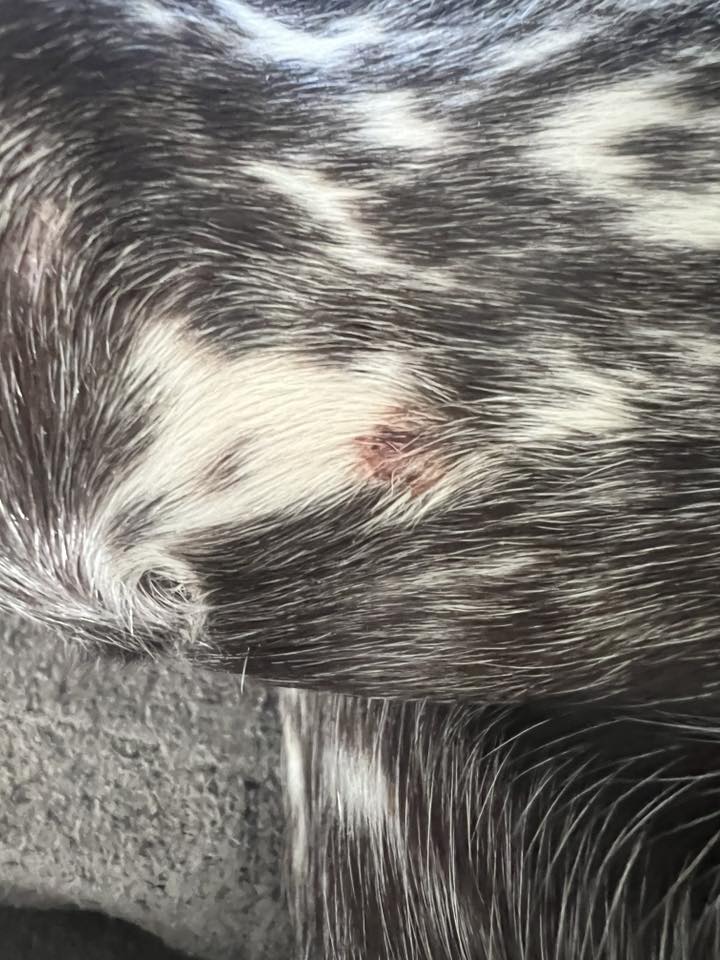 German Shorthaired Pointer Owners | Does anyone know what these could ...