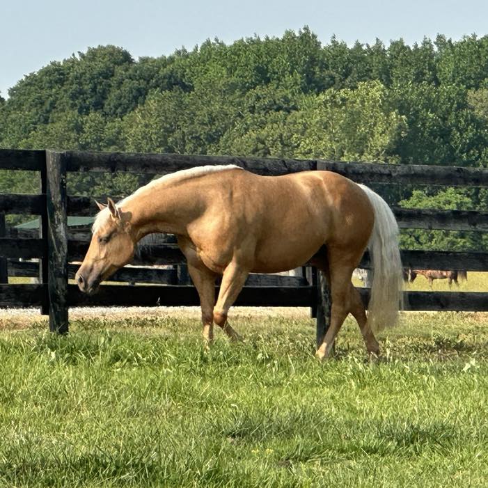 We are excited... Sam Schaffhauser Performance Horses, LLC