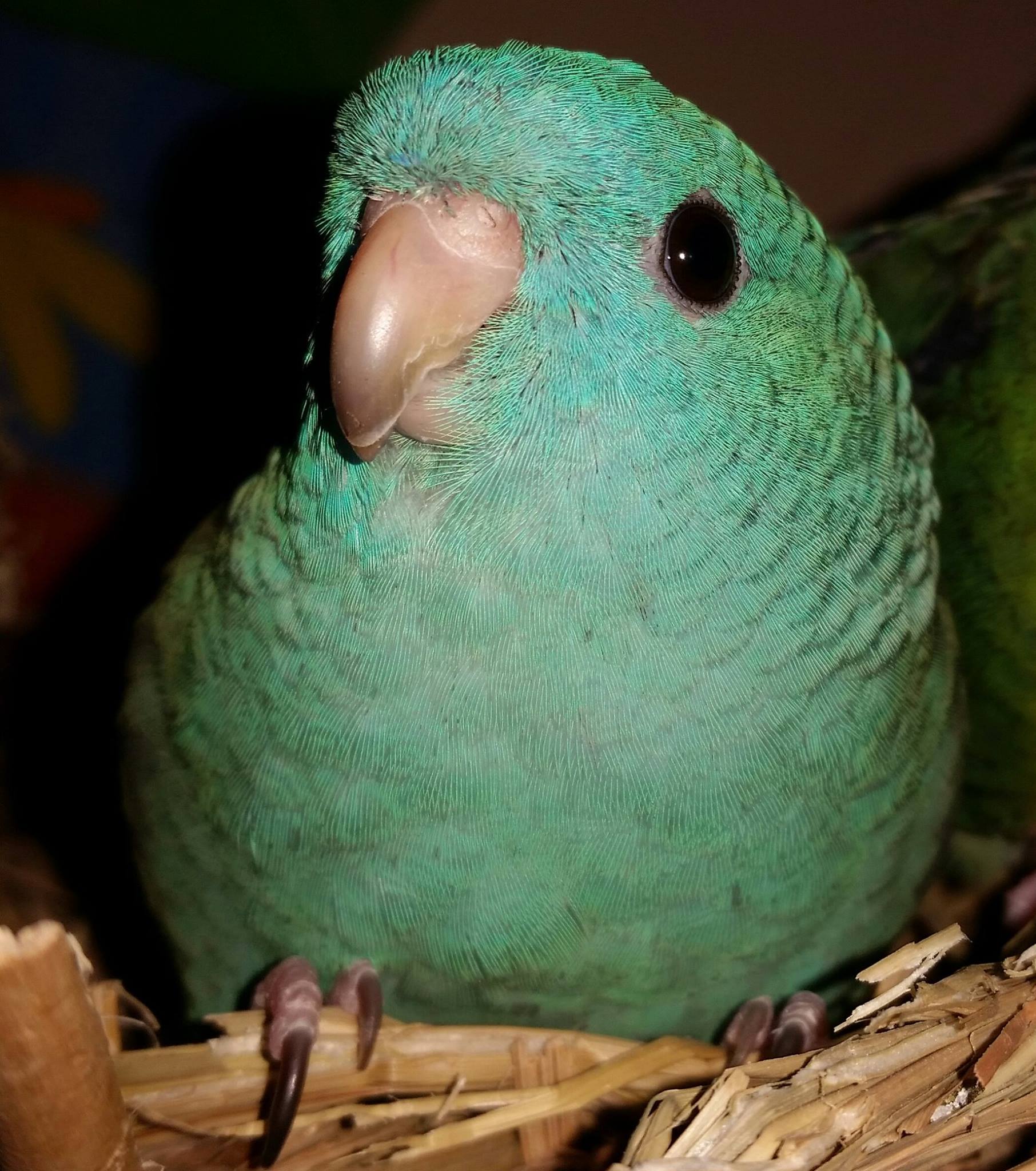 10 Awesome years. The... - Lineolated Parakeet Society | Facebook