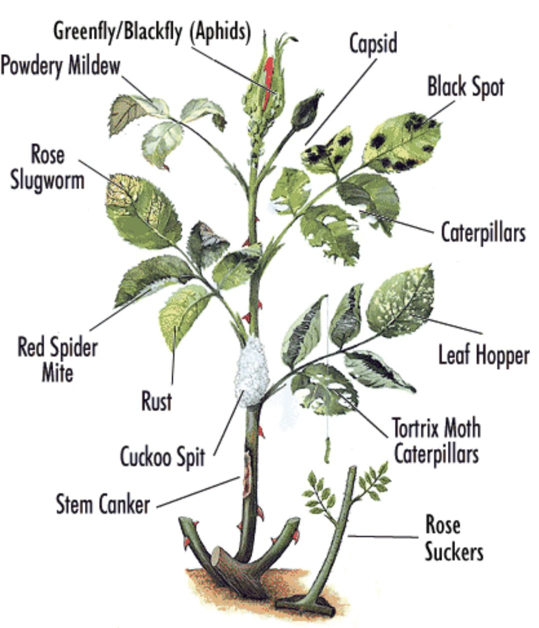 Next - common pests and diseases that affect rose plants, serving as a ...