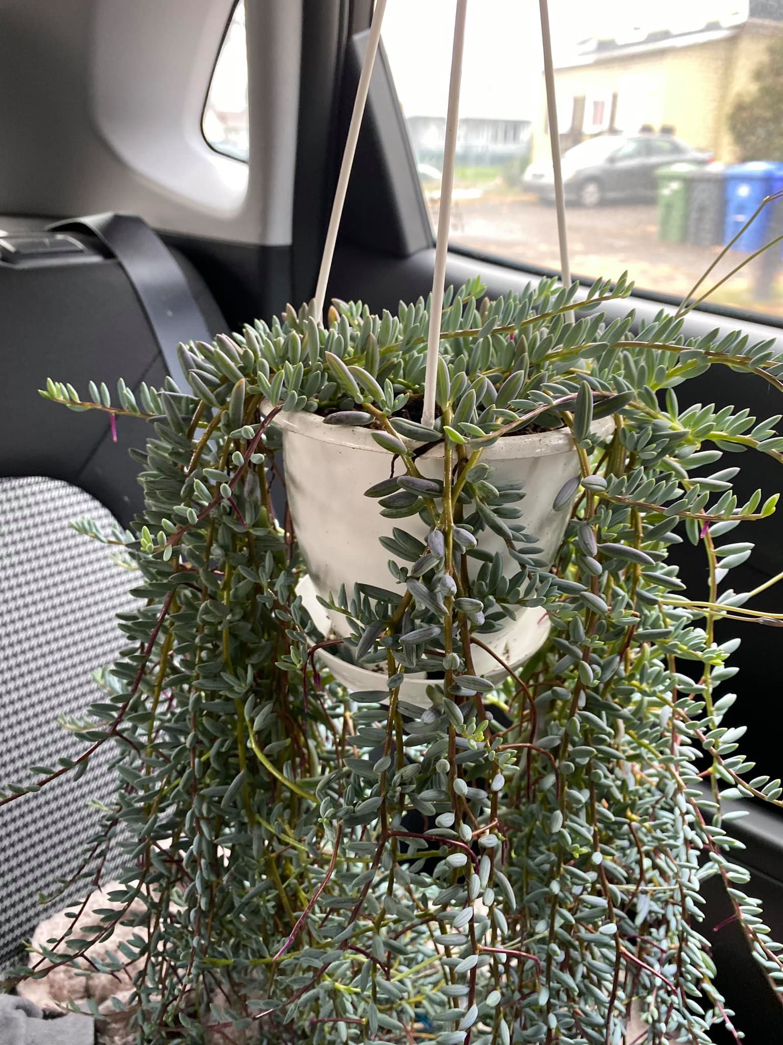 difference between string of bananas and fish hooks Fishhook Plant We brought home this adorable