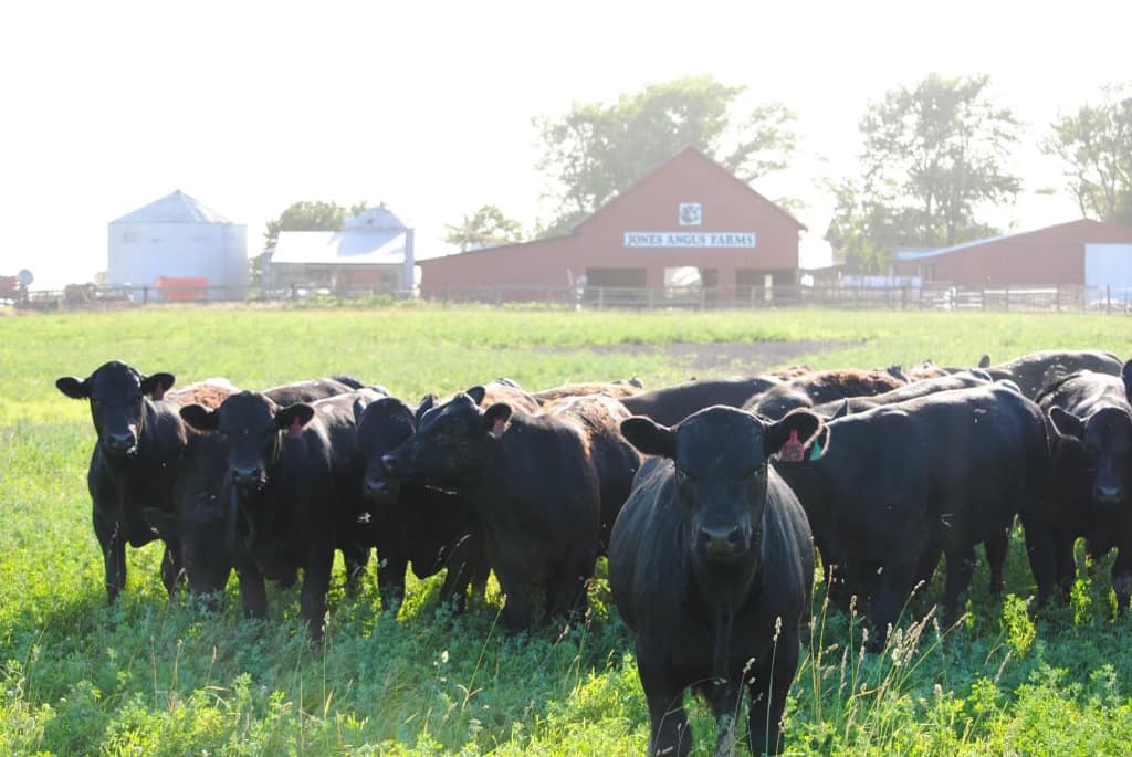 Jones Angus Farms | Kingdom City MO