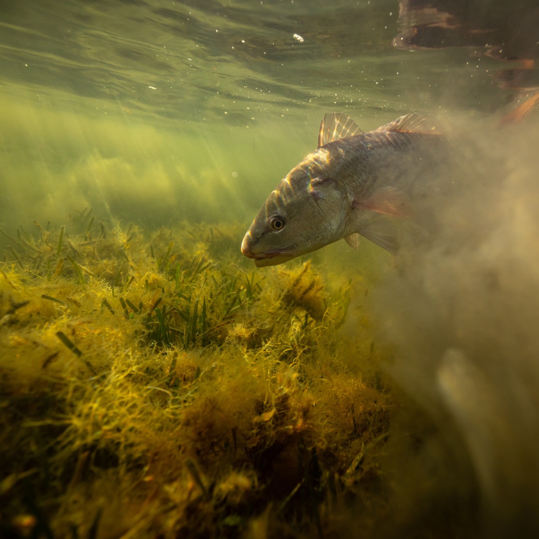 CCA - The late ‘70s and ‘80s helped define the future of Texas redfish ...