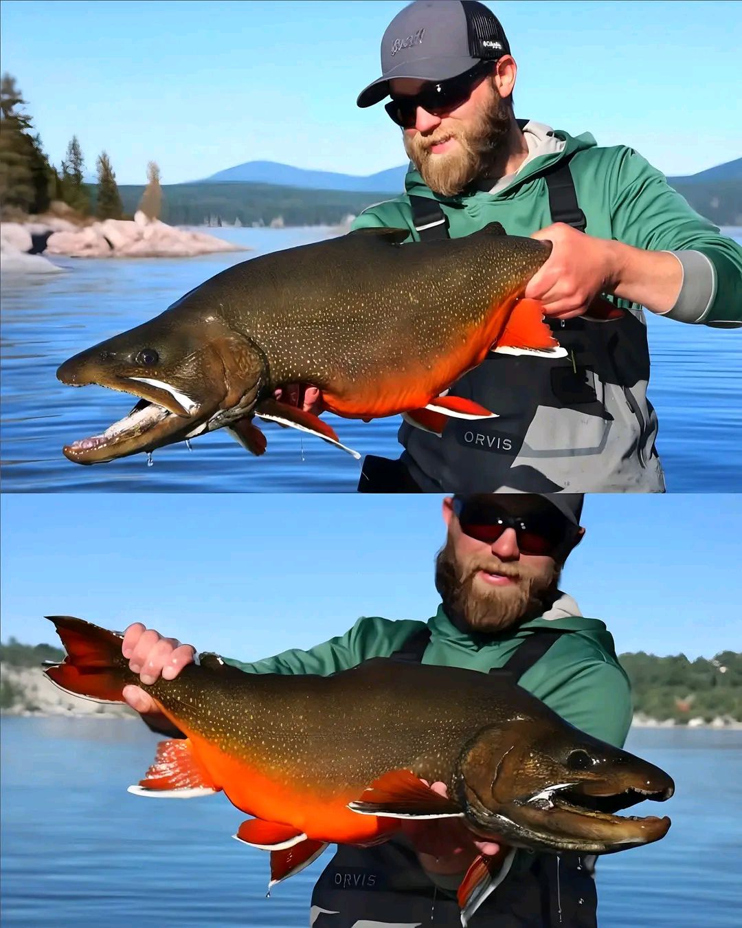 Geraldo - Splake — Brook Trout x Lake Trout hybrid . . . . #trout # ...