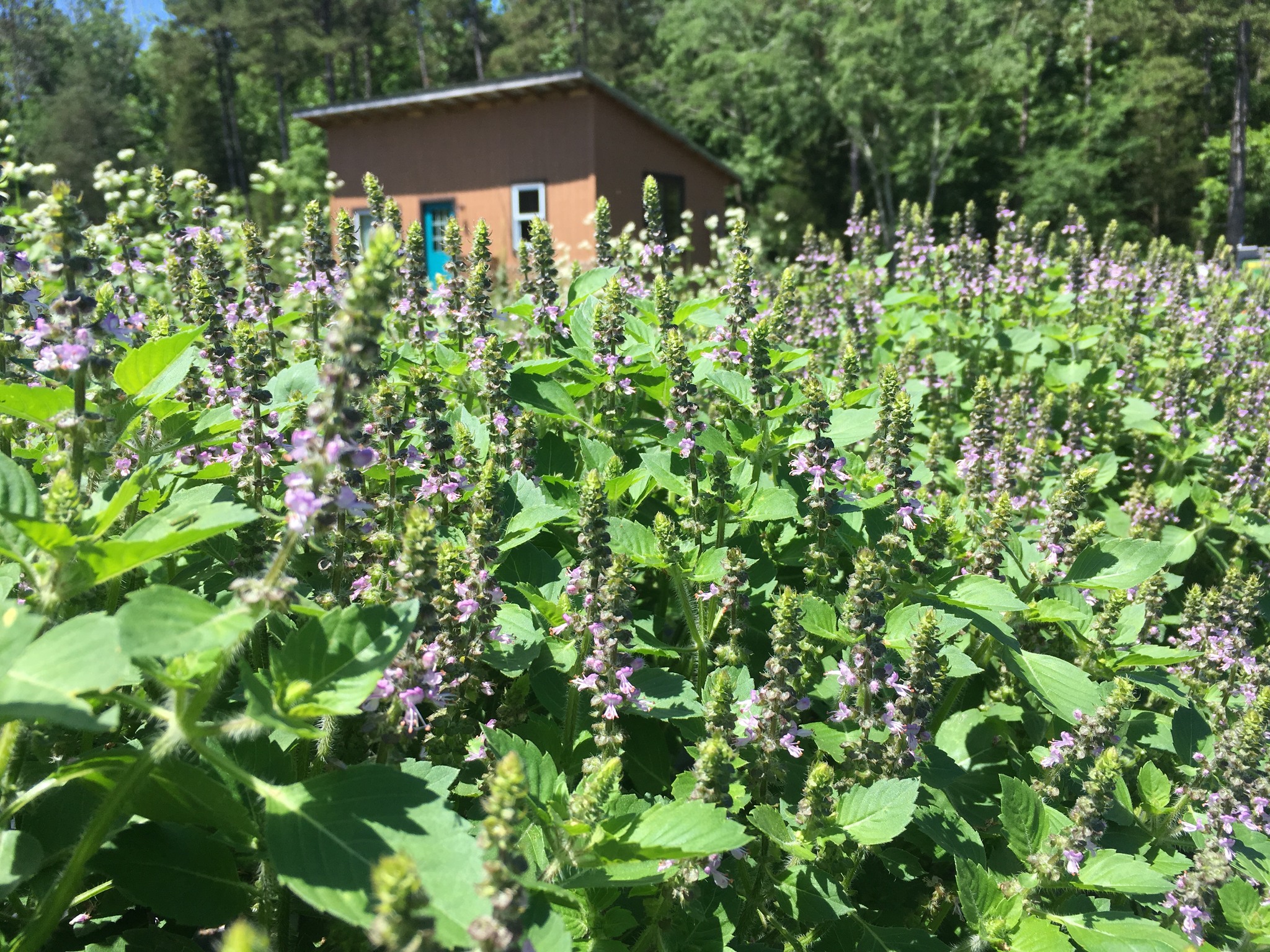 Maple Spring Gardens, LLC | Cedar Grove NC