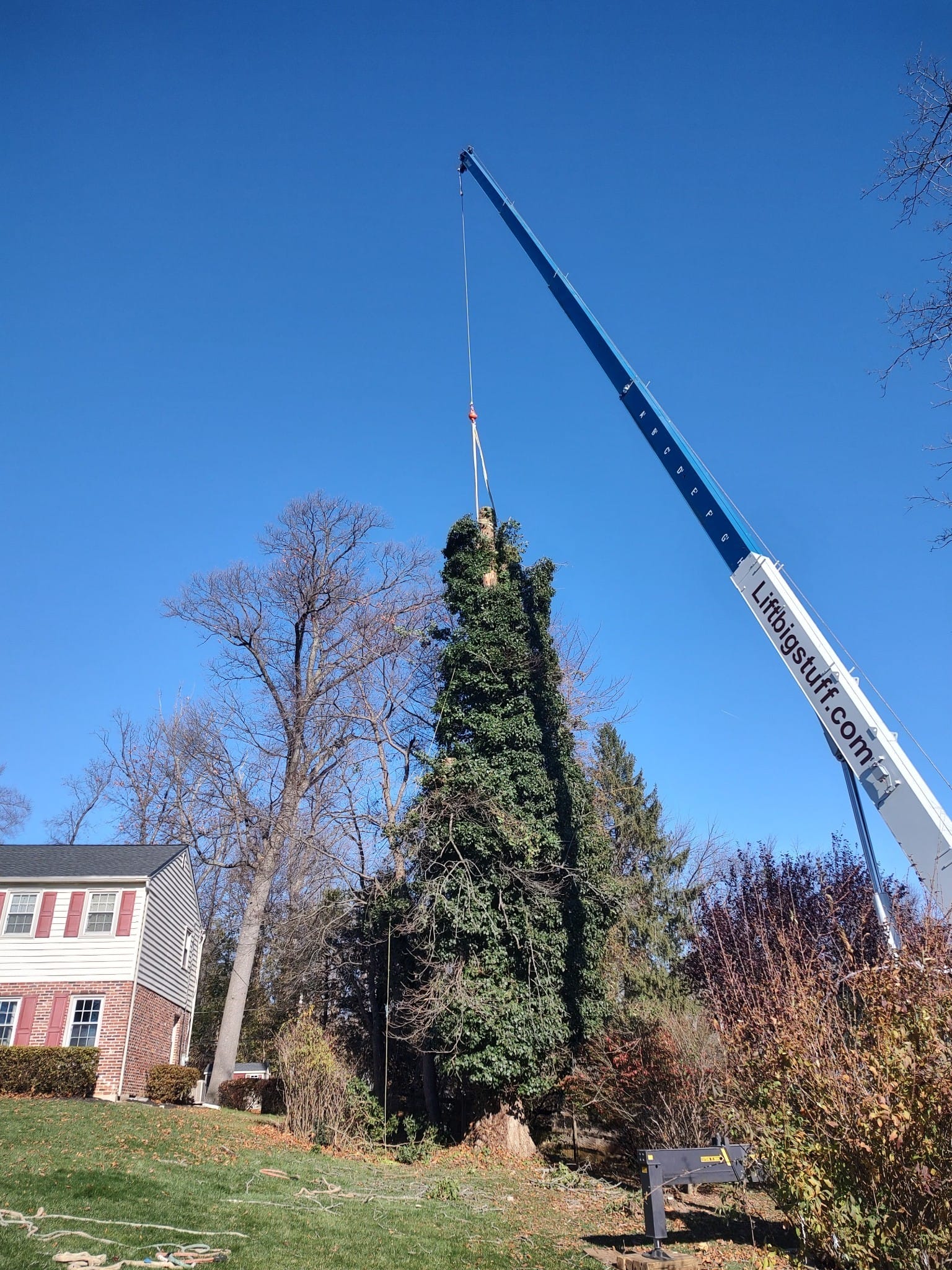 Riggs Tree Service, LLC. | Bryn Mawr PA