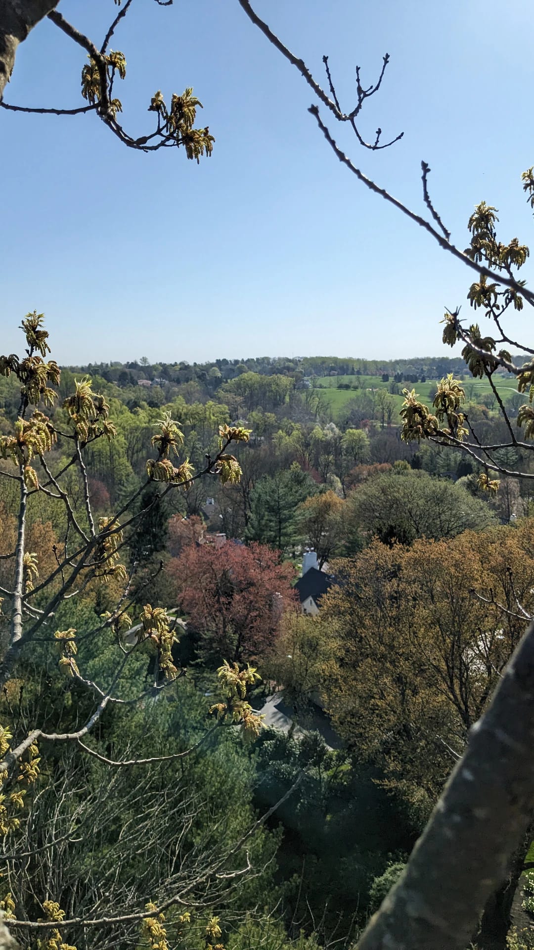 Riggs Tree Service, LLC. | Bryn Mawr PA