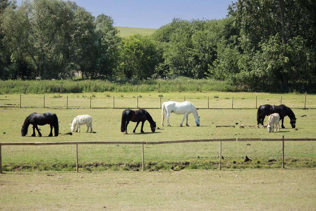 Gee Gees Ranch Healing Acres CIC | Bury St. Edmunds