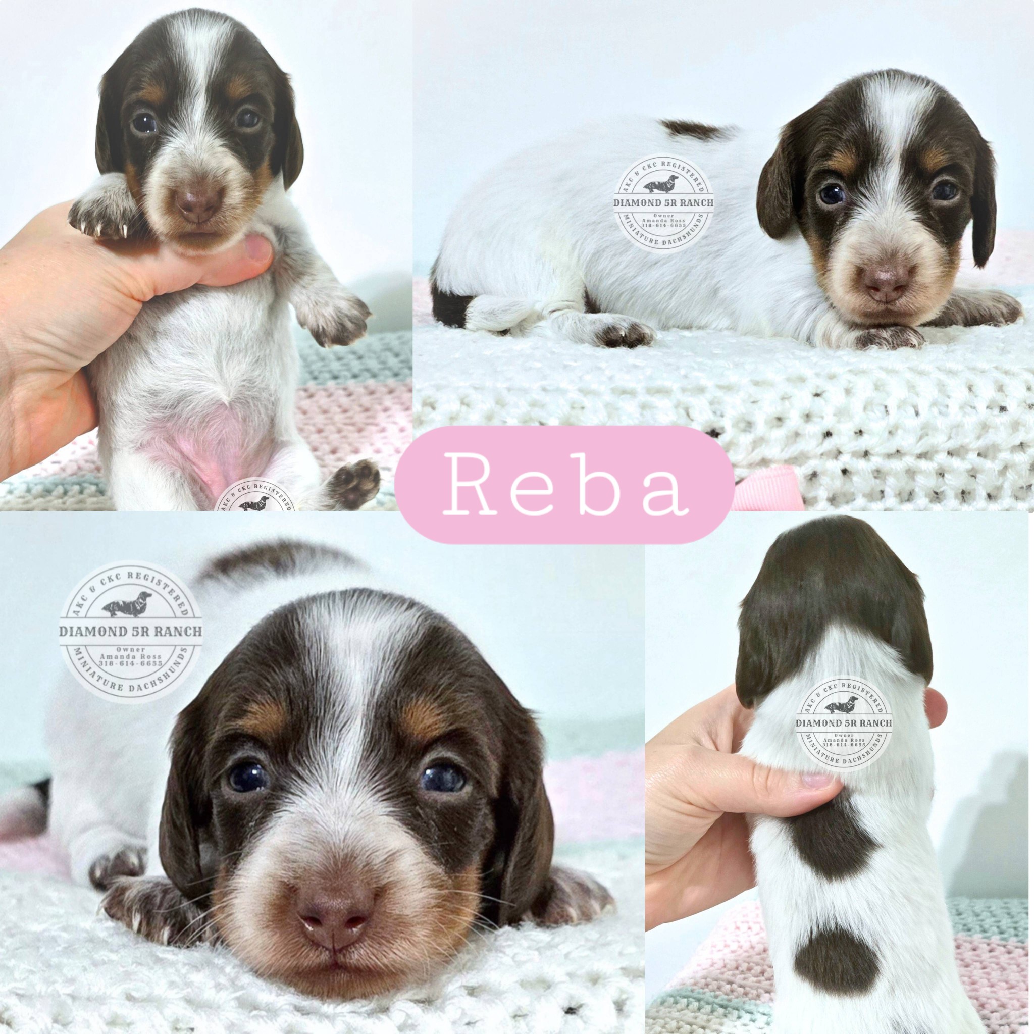 🚨‼️Tiny 🌭HotDogs🌭... - Diamond 5R Ranch Miniature Dachshunds | Facebook