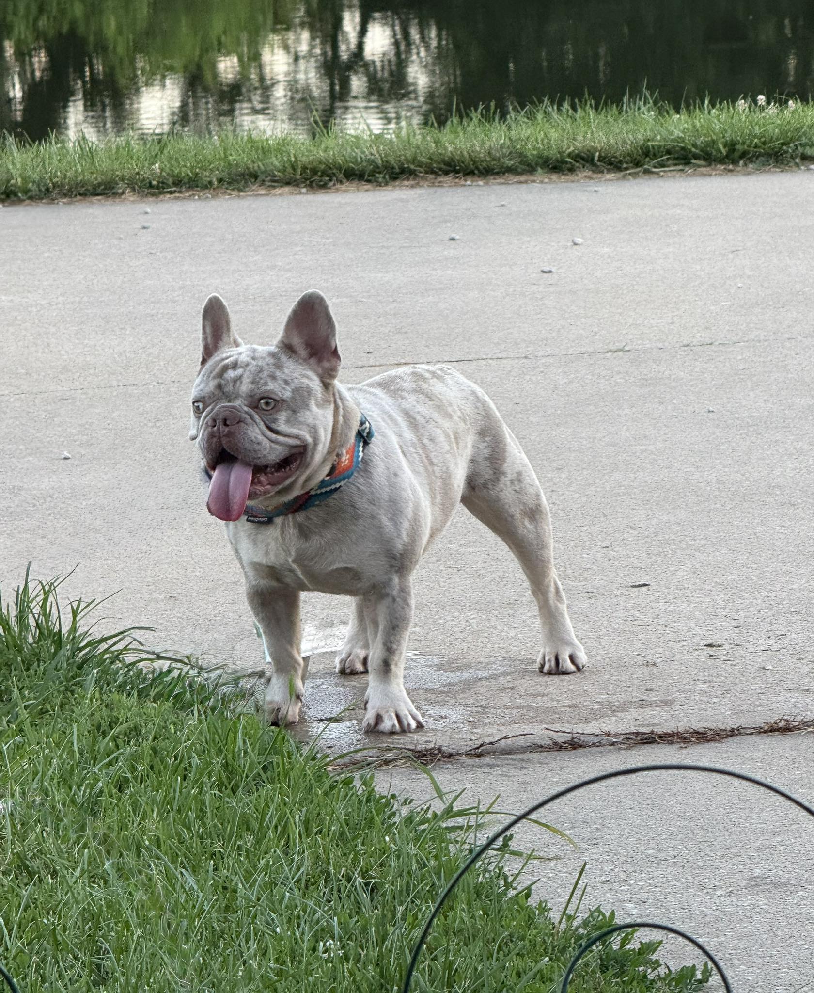 Get Frenched Frenchies