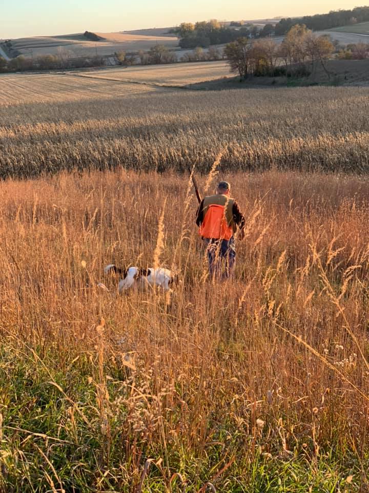 Image showcasing Silver Creek Kennels English Springer Spaniels | Tekamah NE