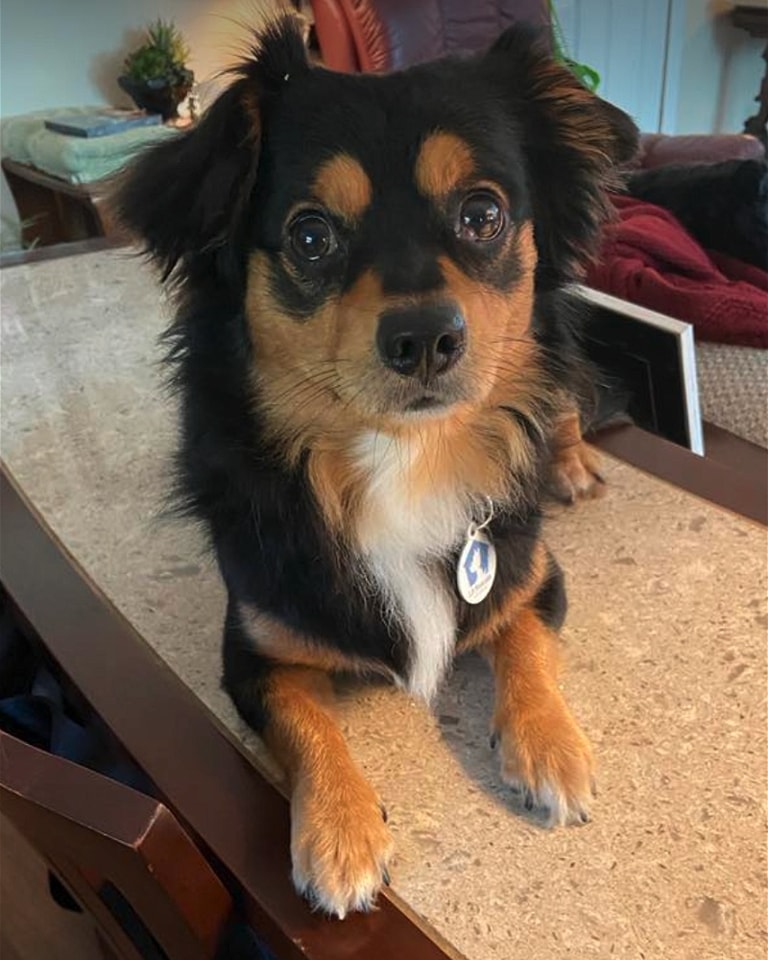 I'm Riley and I'm looking for my... - Lil Rascals Dog Rescue | Facebook