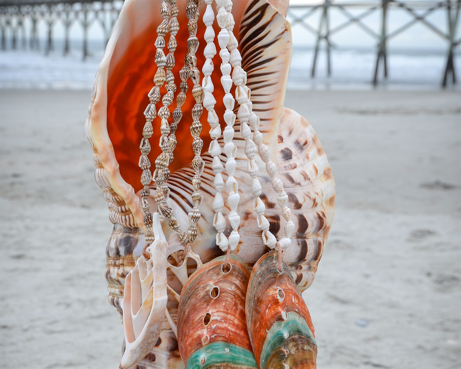 Beach - Have our signature Shell Horn Herald blown at your lovely ...