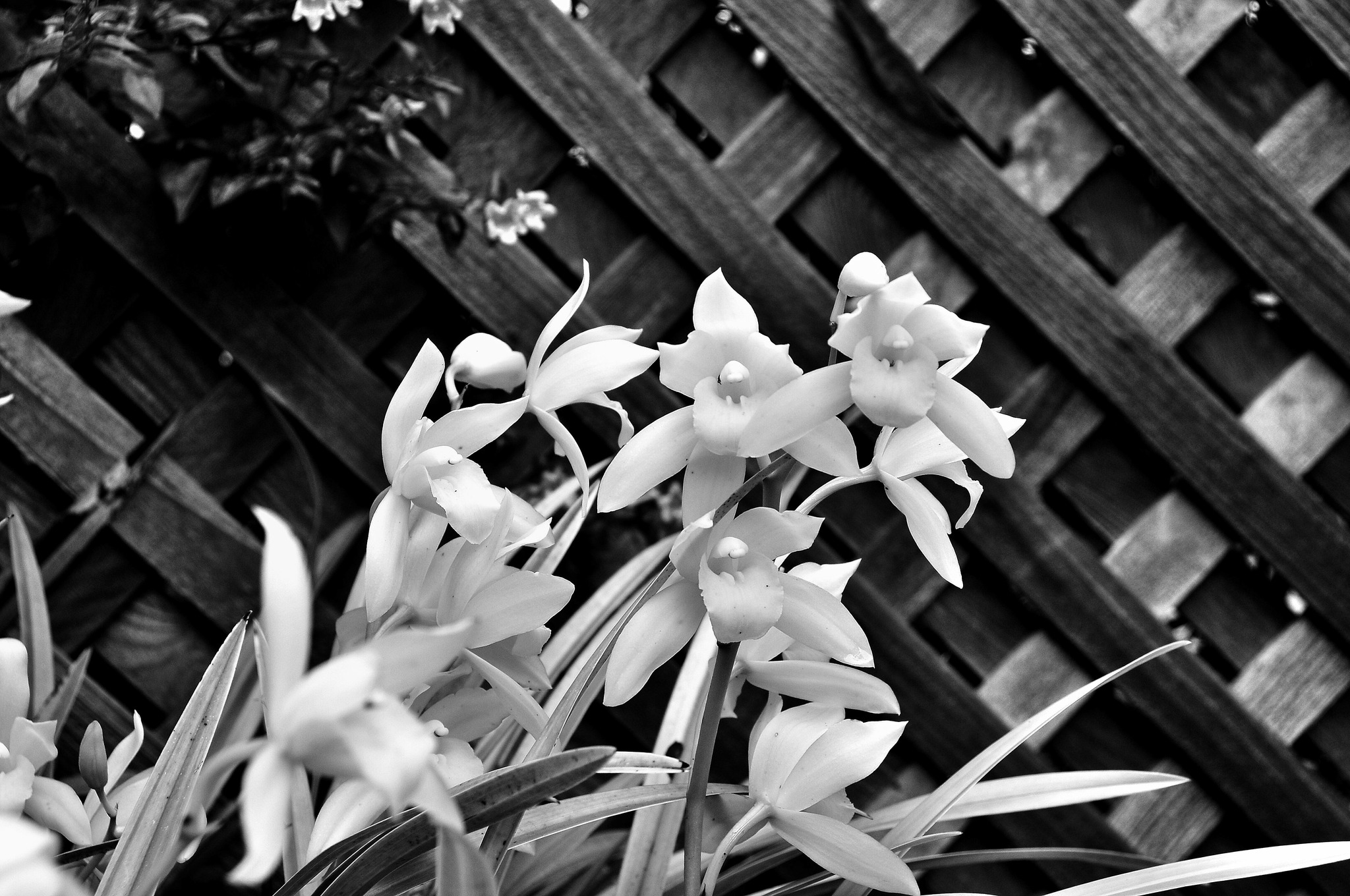 Yellow Lily