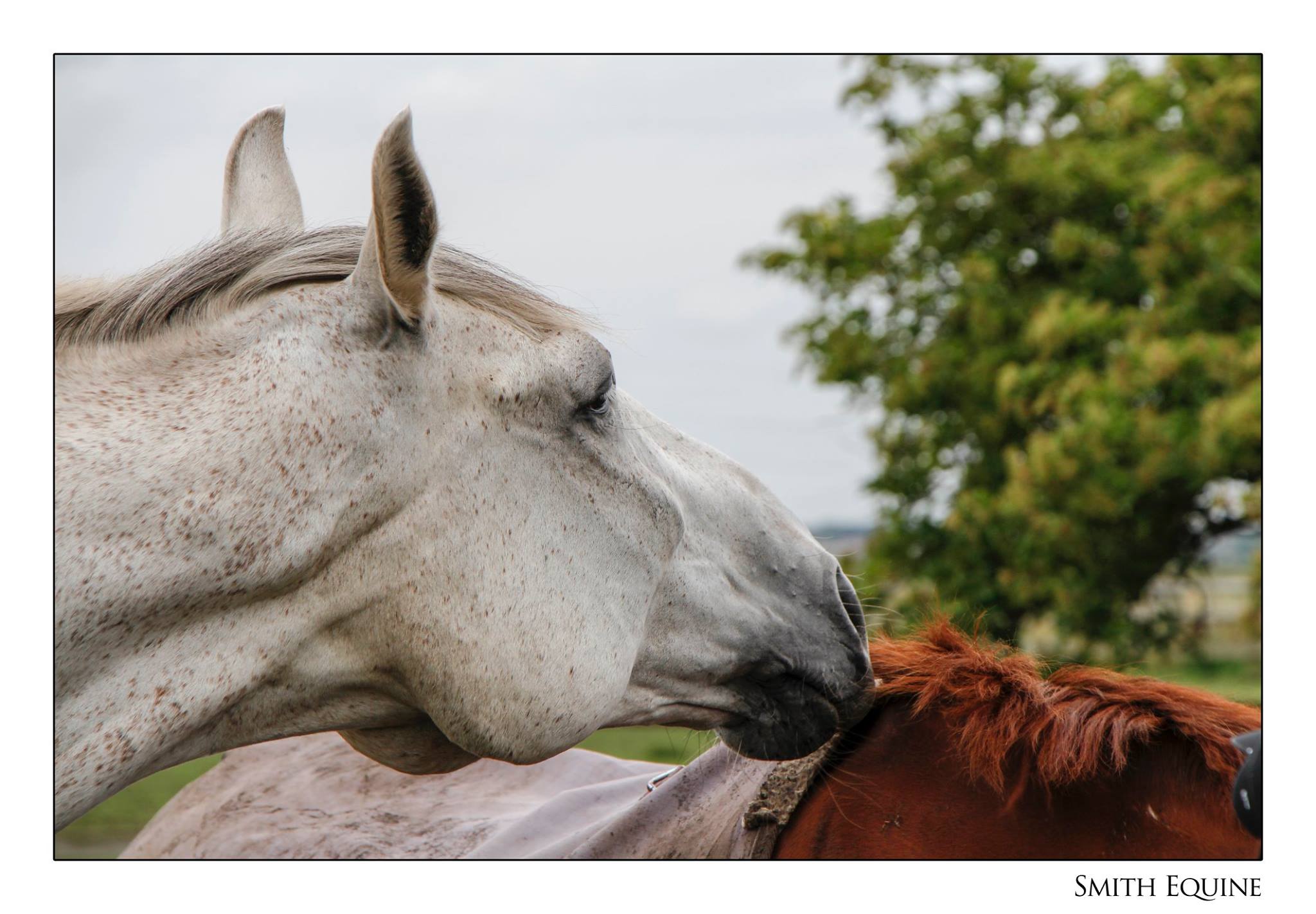 Smith Equine Photography - Home
