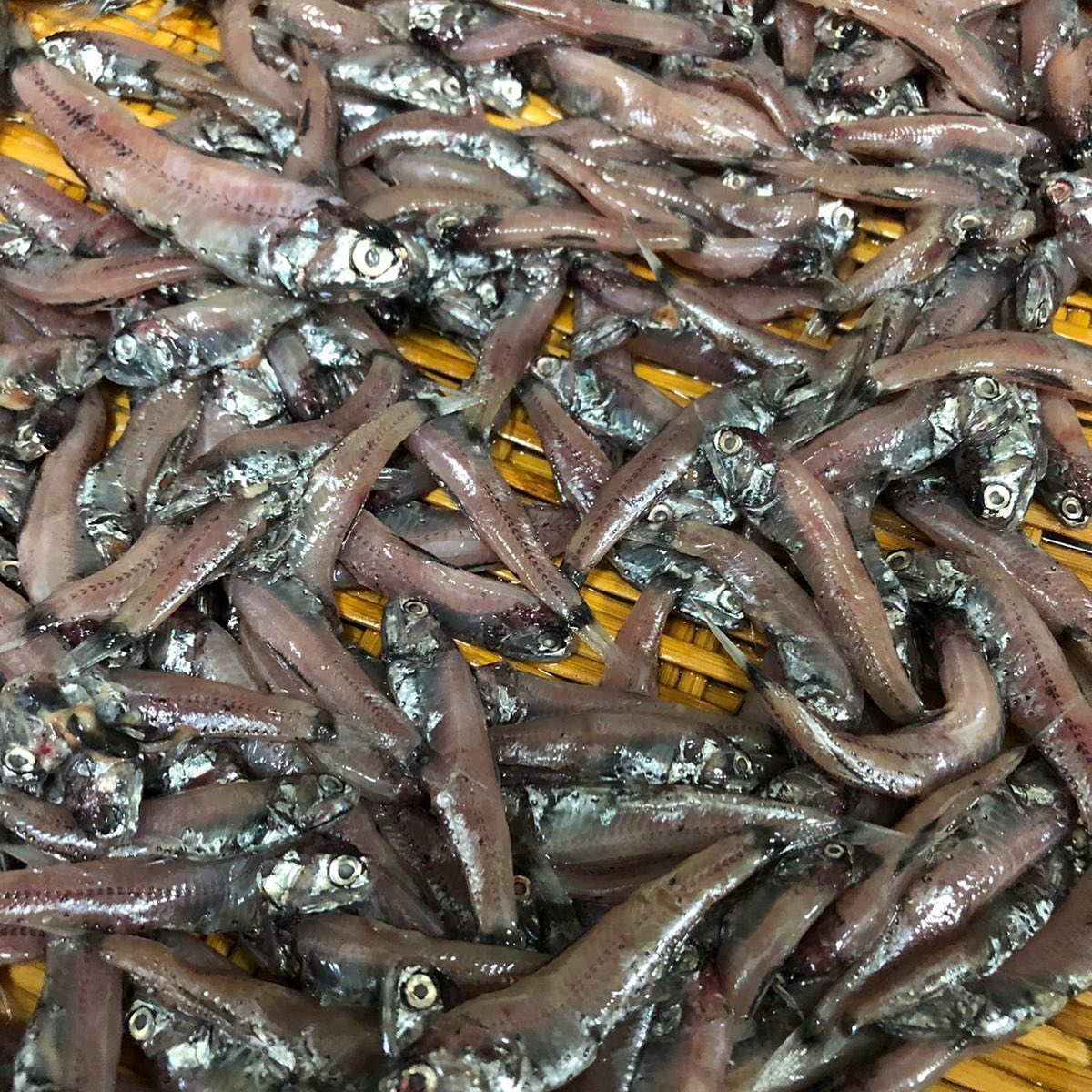 Ashino At Chijmes ハダカイワシ Lantern Fish さかな人 食べすぎ注意 深海魚 絶品 Lanternfish Ashinoatchijmes Facebook