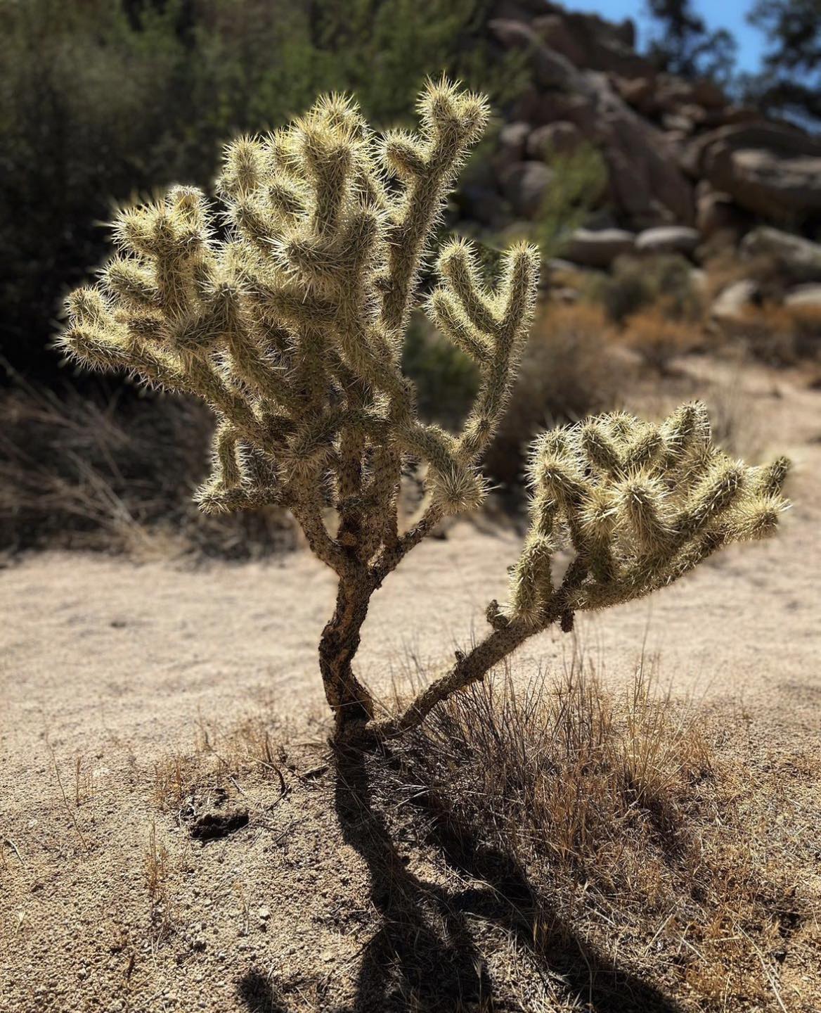 Joshua Tree Coachella Valley Photo! - by 23mmfilm